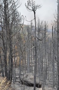 Wildfires near Fort Collins and Colorado Springs left watersheds susceptible to runoffs into water supplies.